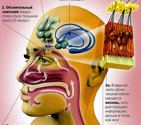 aroma kartinka