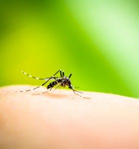 5 растения, които отблъскват насекомите