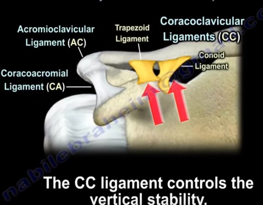 Acromioclavicular Joint #Anatomy and Classification of Injury