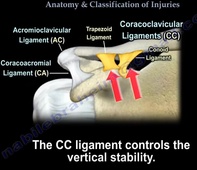 Acromioclavicular Joint #Anatomy and Classification of Injury