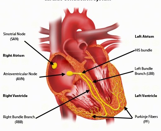 ECG Interpretation Cardiac Electrical Activity