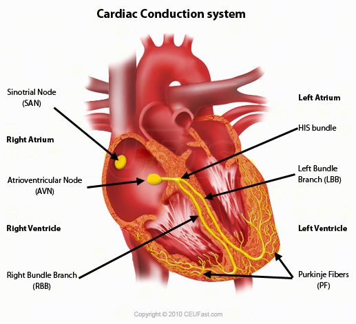 ECG Interpretation Cardiac Electrical Activity