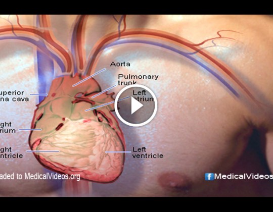 anatomy and phylosiology of the human heart