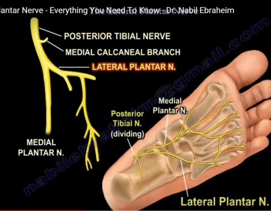 lateral-plantar-nerve