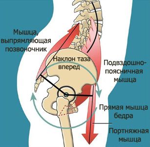 Биомеханика на m.sartorius