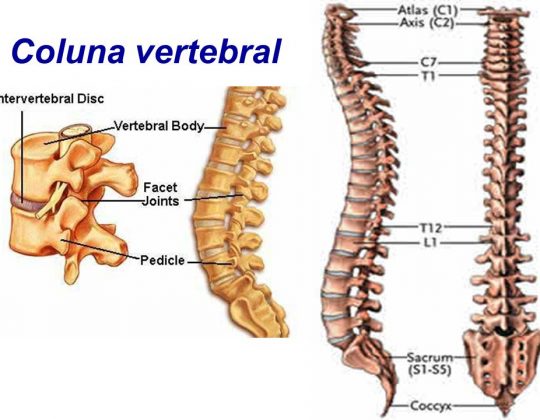 ANATOMIA E BIOMECÂNICA DA COLUNA LOMBAR