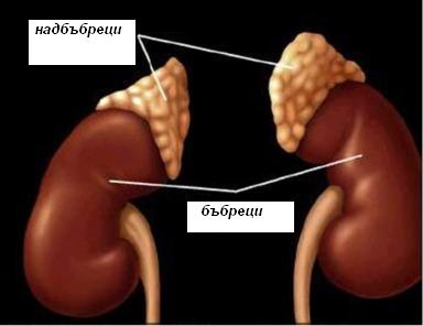 Болестта на Адисон