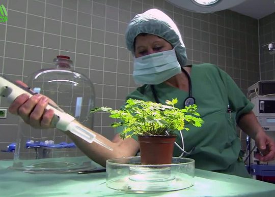 Изпитват ли болка растенията?
