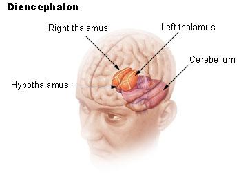 МЕЖДИНЕН МОЗЪК (DIENCEPHALON)